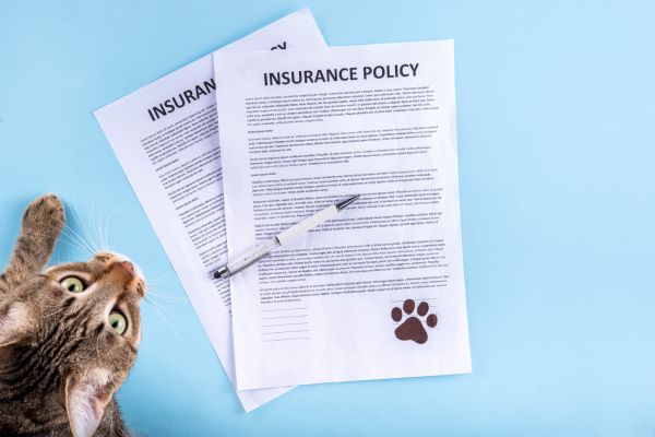Affordable cat insurance