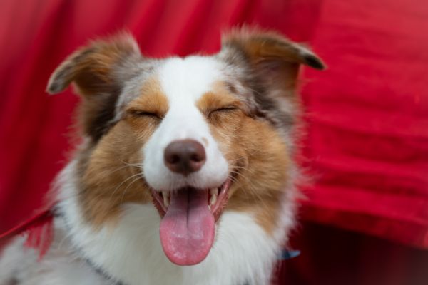 Best pet insurance with routine care