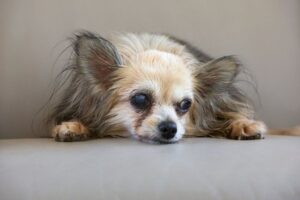 Pet Insurance for Senior Dogs: Finding Cover as Costs Rise with Age